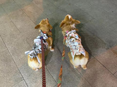 -心语宠物医院·急重症转诊中心·瑞辰华诺(南青路店)