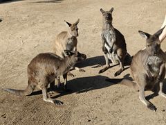-费瑟代尔野生动物园
