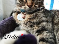 猫-Sirena海妖日咖夜酒