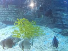 -烟台海昌鲸鲨海洋公园