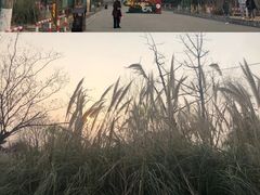 -泗洪洪泽湖湿地景区
