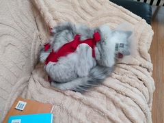 -伟伟宠物医院·瑞派猫友好医院·猫科(光谷店)