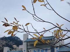 -崂山巨峰游览区