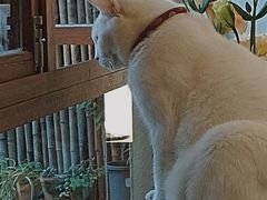 -有猫主题·治愈系猫咖(曾厝垵店)