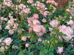 -人民公园(罗湖区)