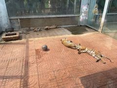 -西霞口神雕山野生动物世界