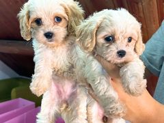 -翊宠yipet猫狗购宠庄园犬舍•猫舍