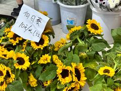 -循礼门鲜花花市(武汉循礼门店)