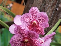 -西双版纳原始森林公园