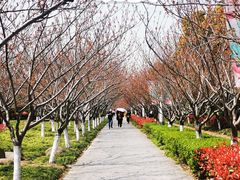 -高东镇樱花园