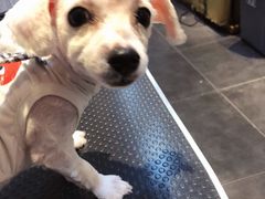 -宠爱国际动物医院·消化内科·心肾内科·ISFM猫友好(望京店)