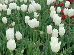 -上海鲜花港