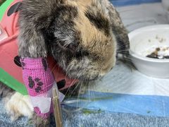 -美联众合动物医院·24h转诊中心