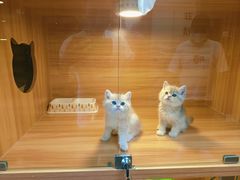 -猫十亿·布偶金渐层·曼基康矮脚猫舍(青年路店)