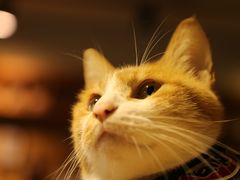 -猫咖时代(中山亭店)