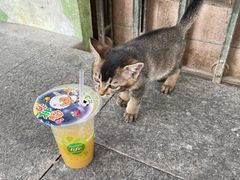 橄榄汁-花姨·老电影院果汁冰(88号店)