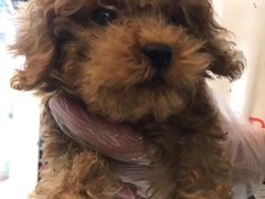 -翊宠yipet猫狗购宠庄园犬舍•猫舍