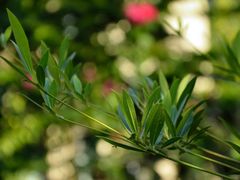 DSC_3354-广州锦绣香江度假别墅