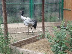 -青藏高原野生动物园