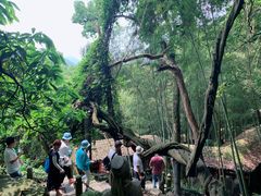 -严子陵钓台(富春江小三峡)