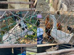 -昌平兴寿秀秀草莓采摘园