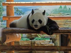 -西霞口神雕山野生动物世界