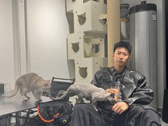-琪喵猫屋·撸猫猫咖·猫舍
