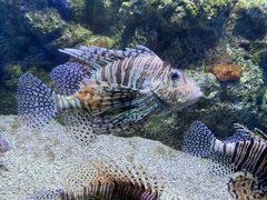 -大连老虎滩海洋公园