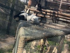 -石家庄市动物园