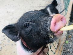 -前小桔亲子创意农场·草莓采摘·露营烧烤