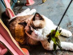 -喵屿·大理花园猫咖