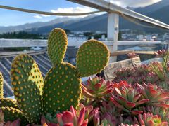 -唐咖精品咖啡(大理古城手冲店)