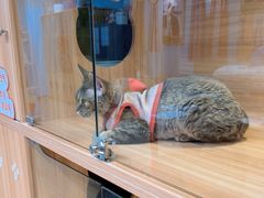 -猫十亿·布偶金渐层·曼基康矮脚猫舍(青年路店)