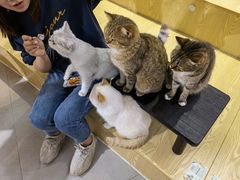 -Heymao猫咖.咖啡厅(东门店)