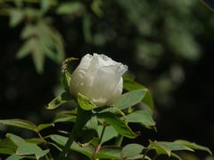 -中山公园