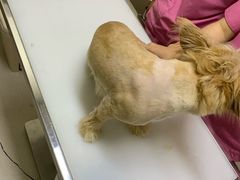 -爱妮康宠物医院·干细胞免疫细胞·肿瘤·心脏(张江店)