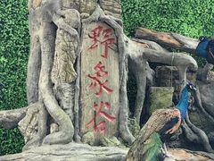 -野象谷景区