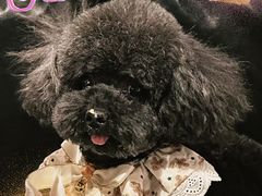 -百好乐宠物友好餐厅(朝外大街店)