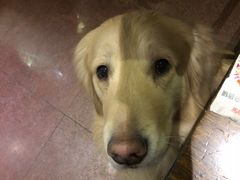 -百好乐宠物友好餐厅(朝外大街店)