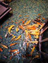 -酷嗒动物文化乐园(cutezoo西溪乐天城店)