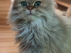 -猫十亿·布偶金渐层·曼基康矮脚猫舍(青年路店)