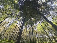 -随意茶庄·地道杭帮农家菜(梅家坞店)