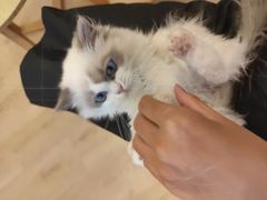 -有喵·猫咖·狗咖·30几只猫10只小狗(岗厦店)