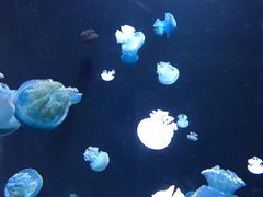 -新加坡海洋生态馆