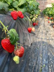 -蓝呗呗蓝莓草莓采摘园(通州区马驹桥店)