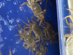 -阳澄湖大闸蟹·琼灵阁牌品牌连锁(吴中总店)