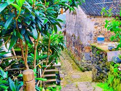 -桑洲油菜花景区