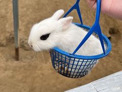 -前小桔亲子创意农场·草莓采摘·露营烧烤