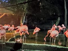 -清迈夜间动物园