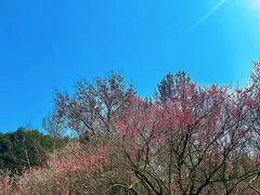 -杭州植物园